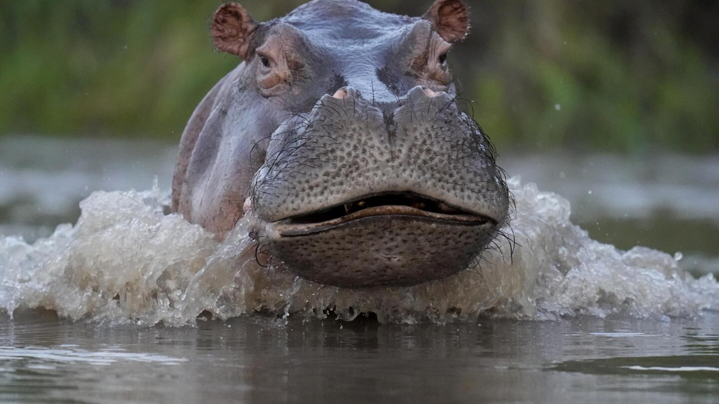 Hippopotamus full new arrivals movie online